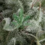Семена конопли Auto NEFERTITI oт Pyramid Seeds